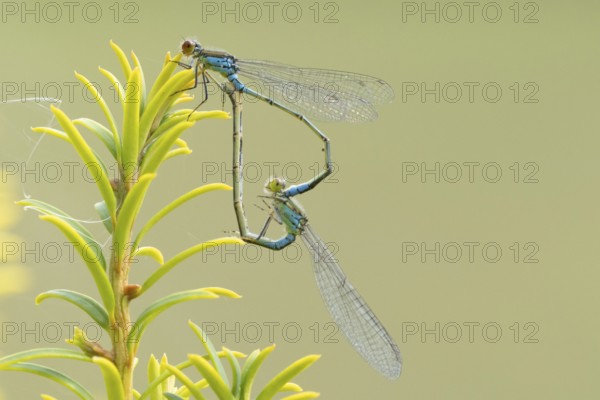 Red eyed damselfly (Erythromma najas) two adult insects mating on a Yew tree leaf in the summer,