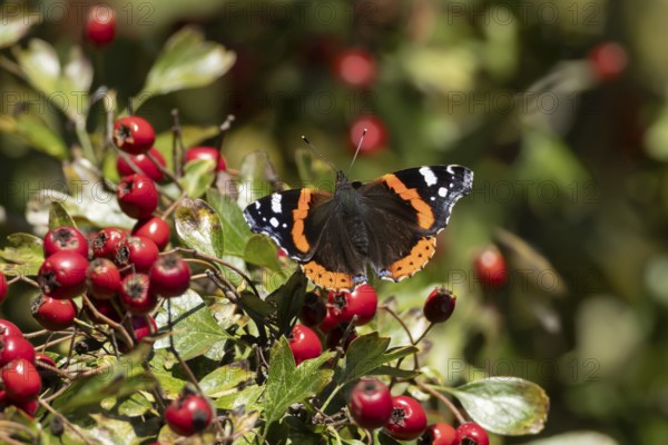 Red admiral butterfly (Vanessa atalanta) adult insect resting on a Hawthorn tree full of red