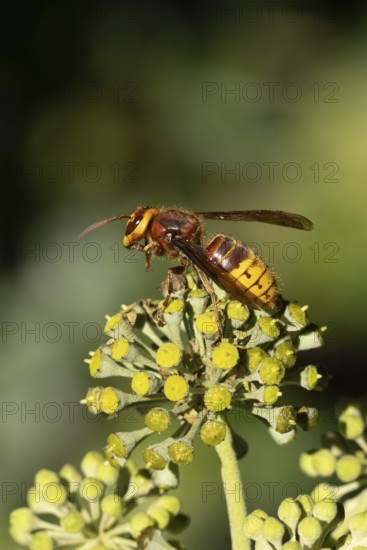 European hornet (Vespa crabro) adult wasp insect on Ivy flowers in the summer, England, United