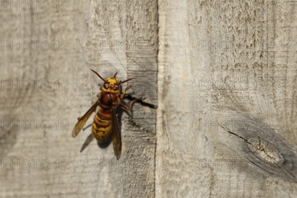 European hornet (Vespa crabro) adult wasp insect on a garden wooden fence in the summer, England,