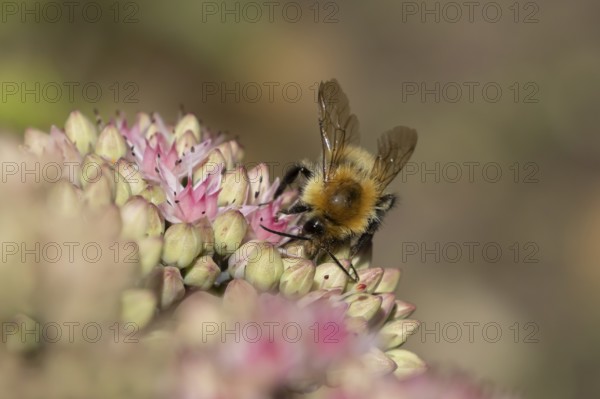Common carder bumblebee (Bombus pascuorum) adult bee insect feeding on a garden pink Sedum flower