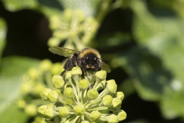 Buff tailed bumblebee (Bombus terrestris) adult bee insect feeding on Ivy flowers in the summer,