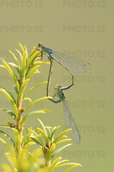 Red eyed damselfly (Erythromma najas) two adult insects mating on a Yew tree leaf in the summer,