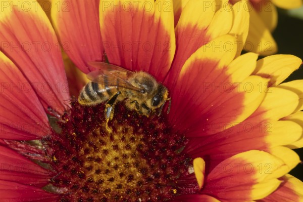 Honey bee (Apis mellifera) adult insect feeding on a garden Gaillardia flower in the summer,