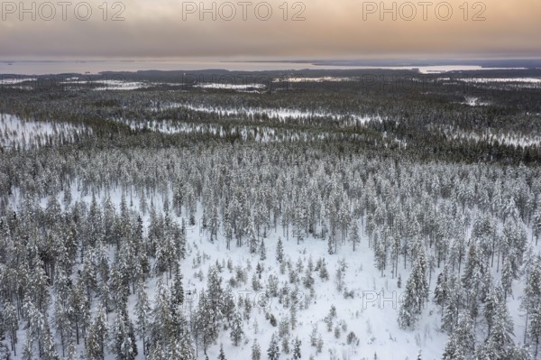 Aerial view over snow covered spruce trees on the taiga at sunset in winter, Riisitunturi National