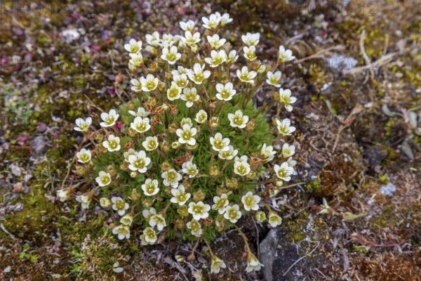 Tufted alpine saxifrage, tufted saxifrage (Saxifraga cespitosa, Saxifraga caespitosa) in flower on