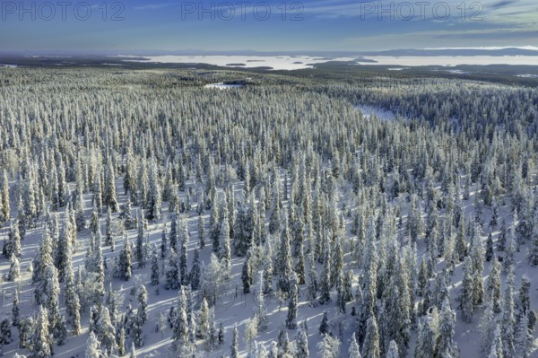 Aerial view over snow covered spruce trees on the taiga in winter, Riisitunturi National Park,