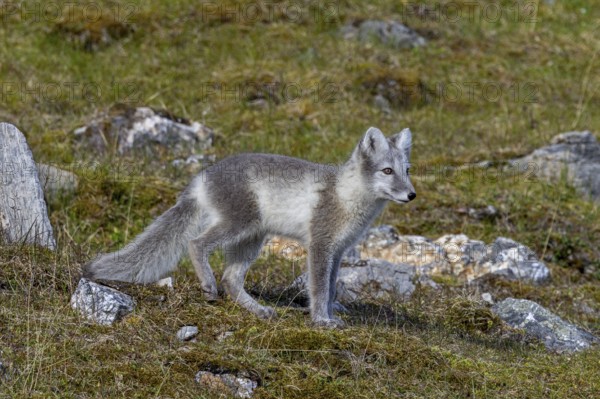 Arctic fox, polar fox (Vulpes lagopus) in summer coat foraging on the tundra, Svalbard,