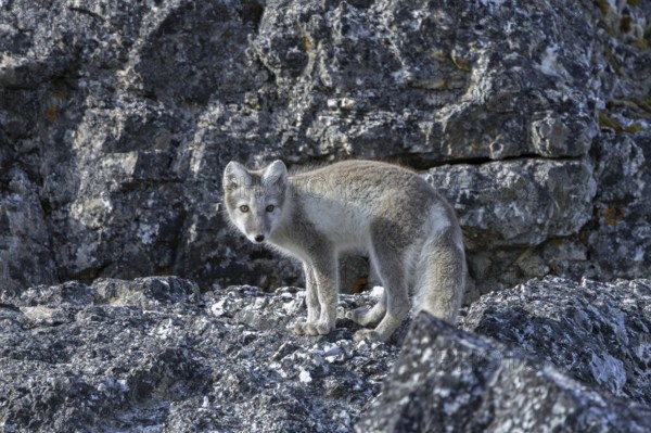 Arctic fox, polar fox (Vulpes lagopus) in summer coat foraging along rock face showing camouflage