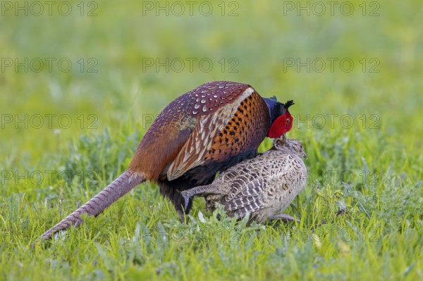 Common pheasant (Phasianus colchicus) male, cock mating with female, hen in field during the