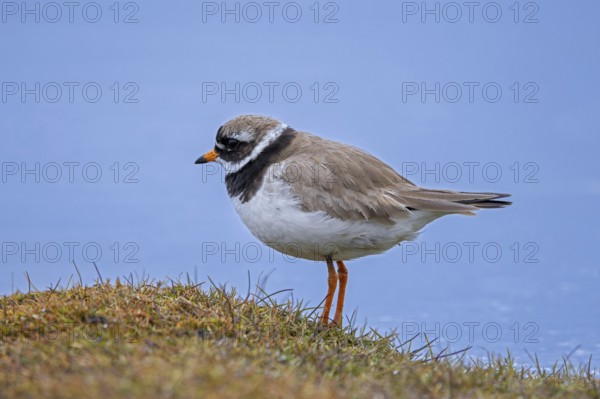 Common ringed plover (Charadrius hiaticula psammodromus) adult in breeding plumage foraging in