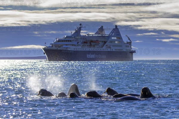 Walruses (Odobenus rosmarus) swimming in front of cruise ship Ocean Diamond from Iceland Pro