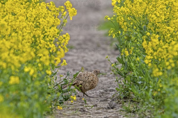 Common pheasant (Phasianus colchicus) female, hen foraging in rape field showing camouflage colours