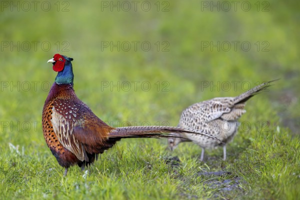 Common pheasant (Phasianus colchicus) adult male, cock and female, hen foraging in field during the