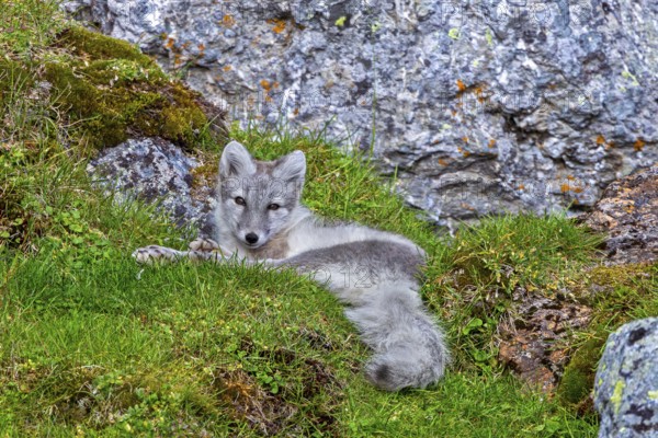 Arctic fox, polar fox (Vulpes lagopus) in summer coat resting in front of rock on tundra showing