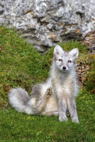 Arctic fox, polar fox (Vulpes lagopus) in summer coat sitting in front of rock on tundra showing