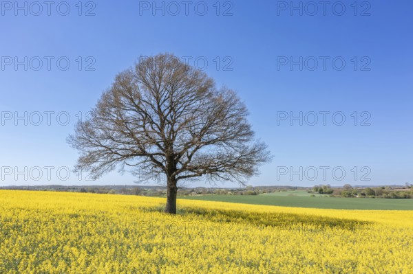 Aerial view over solitary common oak, pedunculate oak, English oak (Quercus robur) tree with bare