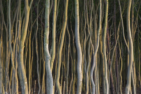 Beech trees with twisted trunks at DarÃŸ, Darss west coast, Fischland-DarÃŸ-Zingst, Western