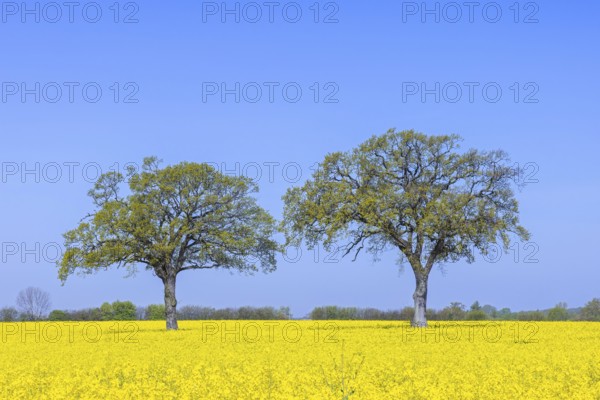 Two common oaks, pedunculate oak, English oak (Quercus robur) trees with new fresh leaves in yellow