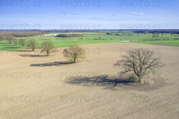 Aerial view over row of common oaks, pedunculate oak, English oak (Quercus robur) trees with bare