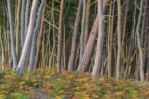 Beech trees and bracken in autumn at DarÃŸ, Darss west coast, Fischland-DarÃŸ-Zingst, Western