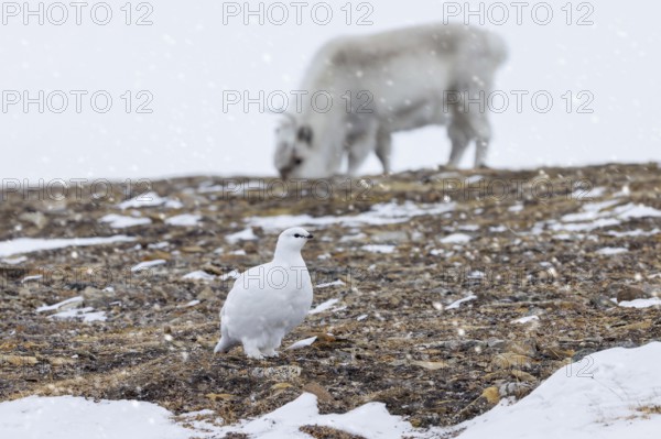 Rock ptarmigan (Lagopus muta) female, hen in white winter plumage and Svalbard reindeer foraging on