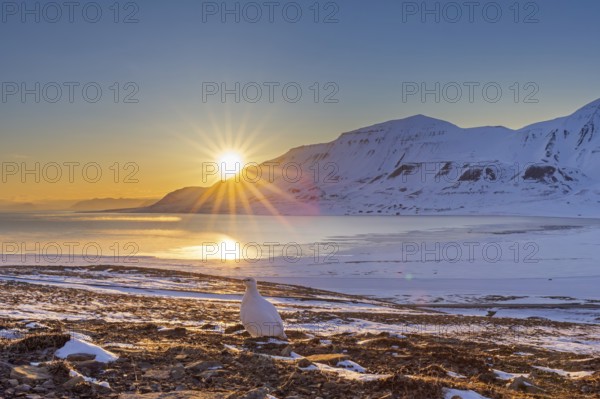 Midnight sun and rock ptarmigan (Lagopus muta) female, hen in white winter plumage foraging on snow