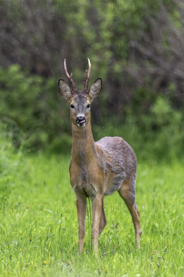 European roe deer (Capreolus capreolus) adult buck, male foraging in grassland, meadow at forest