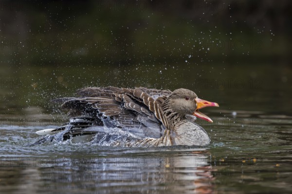 Greylag goose, graylag goose (Anser anser) calling while bathing by splashing water with wings in