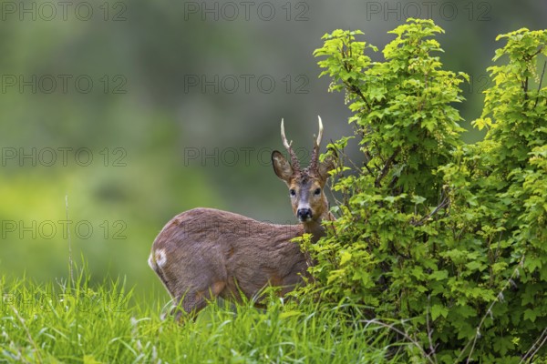 European roe deer (Capreolus capreolus) adult buck, male foraging in grassland, meadow at forest