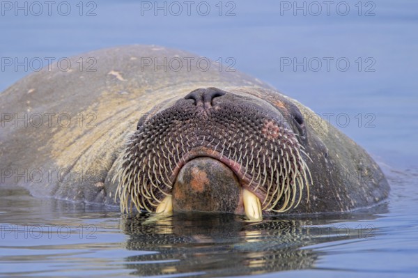 Walrus (Odobenus rosmarus) close-up of young male / bull showing whiskers while swimming in the