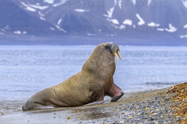 Walrus (Odobenus rosmarus) adult male / bull leaving water of the Arctic Ocean and hauling out on