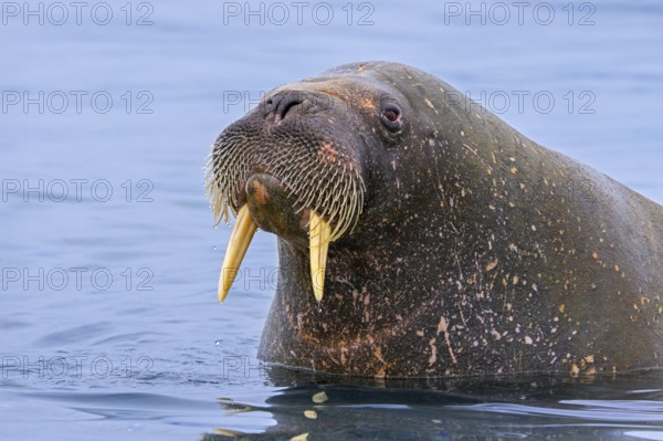 Walrus (Odobenus rosmarus) close-up of young male / bull with small tusks swimming in the Arctic