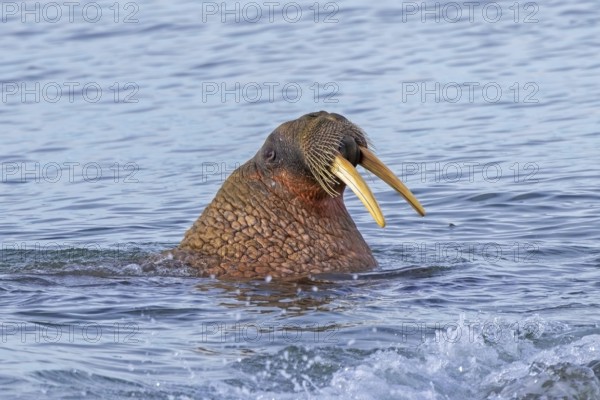 Atlantic walrus (Odobenus rosmarus) adult male / bull at sea showing tusks and whiskers in the