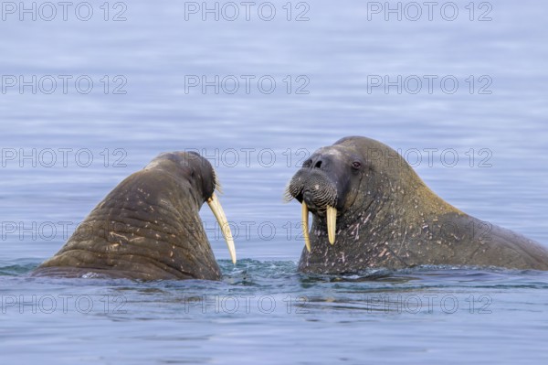 Two Atlantic walruses (Odobenus rosmarus) swimming in the Arctic Ocean along the Svalbard coast,