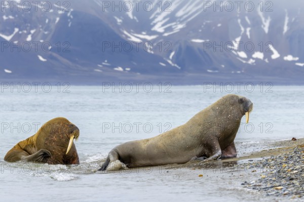 Two walruses (Odobenus rosmarus) leaving water of the Arctic Ocean and hauling out on beach along