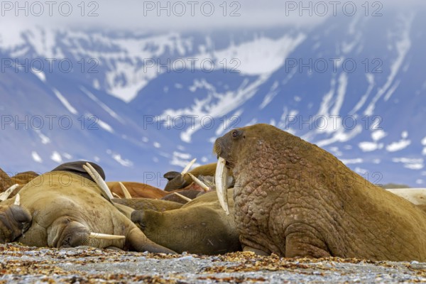 Atlantic walruses (Odobenus rosmarus) colony resting at terrestrial haulout, haul-out on beach