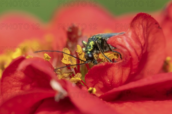 Thick-legged flower beetle (Oedemera nobilis) adult insect feeding on a garden red Geum flower in