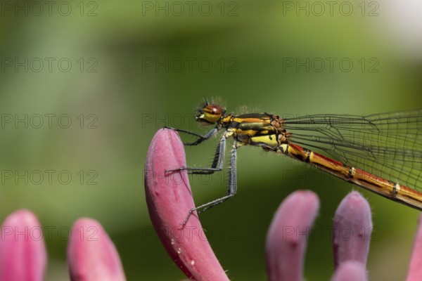 Large red damselfly (Pyrrhosoma nymphula) adult insect on a garden Clematis flower in the summer,