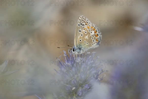 Common blue butterfly (Polyommatus icarus) adult insect feeding on Sea holly flowers in summer,