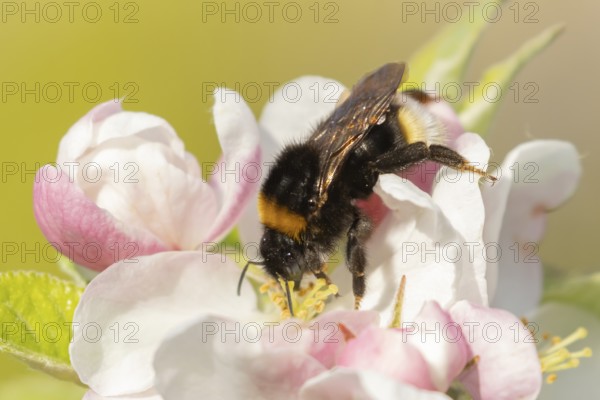 Buff tailed bumble bee (Bombus terrestris) adult insect on apple tree flowers in the springtime,