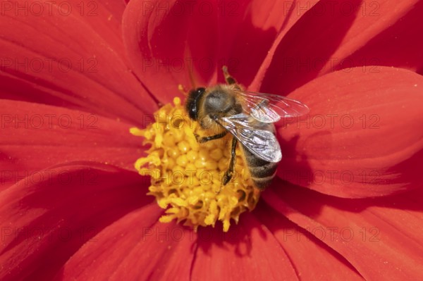 Honey bee (Apis mellifera) adult insect feeding on a garden Dahlia flower in the summer, England,