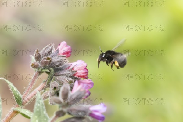 Ashy mining bee (Andrena cineraria) adult insect flying towards a garden flower, England, United