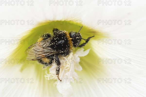 Buff tailed bumble bee (Bombus terrestris) adult insect on a garden Hollyhock flower in the summer,