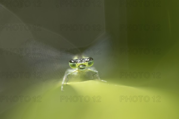 Blue tailed damselfly (Ischnura elegans) adult insect on a reed plant stem in the summer, England,