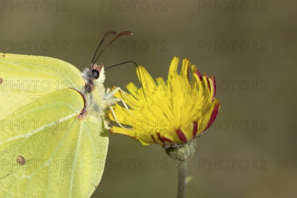 Brimstone butterfly (Gonepteryx rhamni) adult male insect feeding on a Hawksbit flower in the
