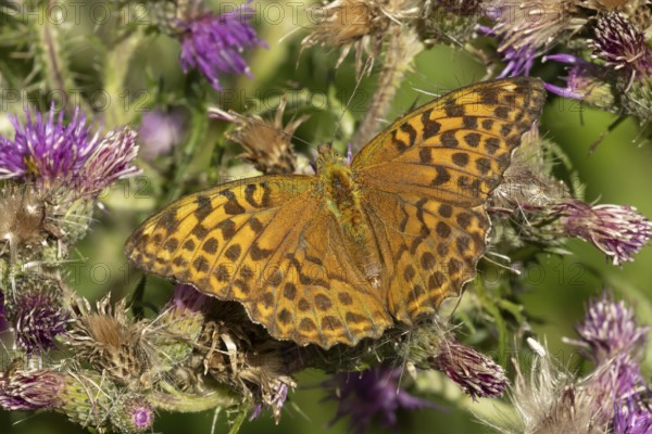 Silver-washed fritillary butterfly (Argynnis paphia) adult insect on a Thistle flower in the