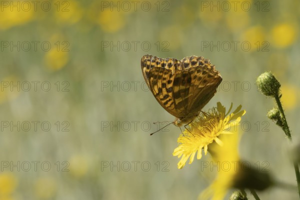 Silver-washed fritillary butterfly (Argynnis paphia) adult insect on a Hawksbit flower in the