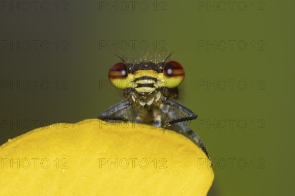 Large red damselfly (Pyrrhosoma nymphula) adult insect on a garden yellow Kingcup pond plant flower