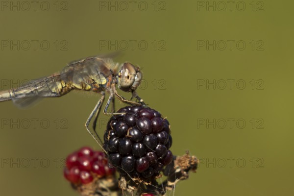 Common darter dragonfly (Sympetrum striolatum) adult insect feeding on a fly while resting on